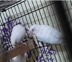 3 love birds pair for sell