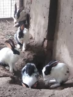 here l am selling rabbits