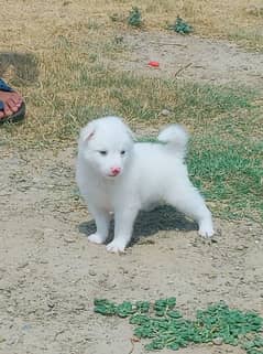 Reshian puppy male for sale