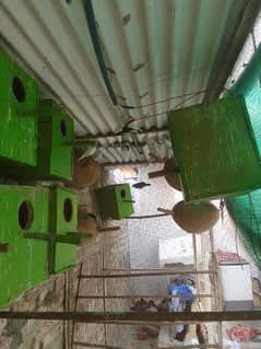 Birds colony and white and silver jawa fir urgent sale