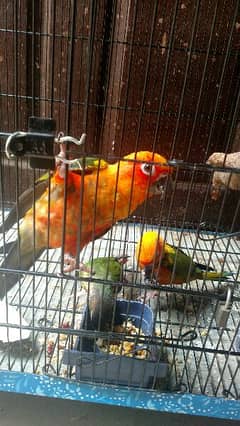 sun conure  pair green chick  pair with Cage new h 3*1/5*1/03133804672