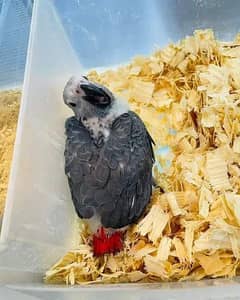 African gray parrot chick for sale available WhatsApp 0330*7629*885