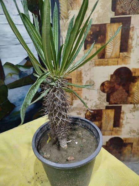 Madagascar Palm or Pachypodium Lamerei 0