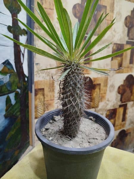 Madagascar Palm or Pachypodium Lamerei 2