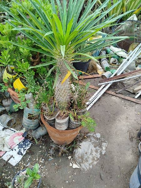 Madagascar Palm or Pachypodium Lamerei 3