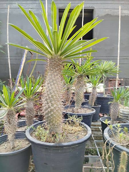 Madagascar Palm or Pachypodium Lamerei 4