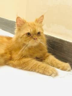 *For Urgent Sale - Male Persian Adult Cat (Young Breeder)*