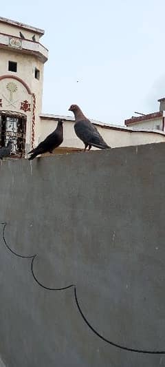 Pigeon / lovebirds