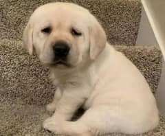 Labrador puppies 03700502245