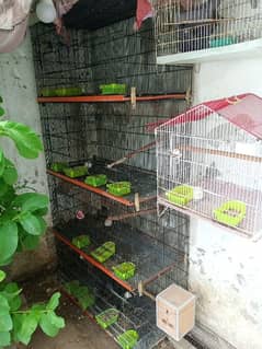 8 portion birds cage for sale in reasonable price.