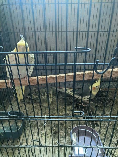 Cockatiel Parrots for Sale | Egg Laying Parrots 1