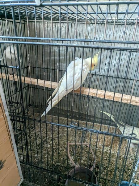 Cockatiel Parrots for Sale | Egg Laying Parrots 2
