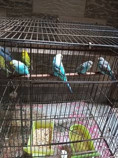 aurstallian parrots breeding pair