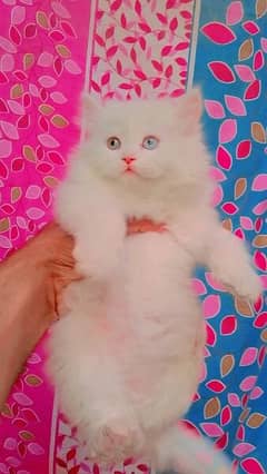 pure persian kitten tripple coated