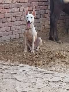 Gultair Dog for sale 0