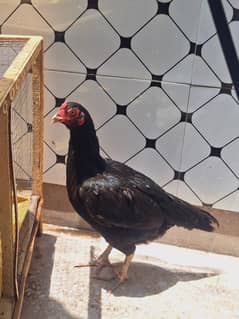 Aseel Murgi madi chooze and lohman brown hens for sale