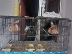 3 portion cage