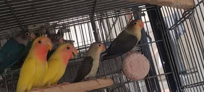 lovebird / Parblue / Opline / Birds / Non DNA / Parrot