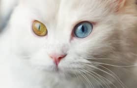 Odd Eyes Pure Persian double coat Male "Whatsapp (03165897101)