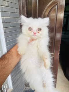 Persian Triple Coated kitten