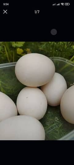 Ducks fertile eggs are available for sale