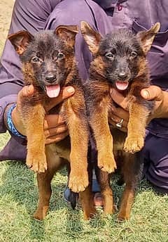 German Shepherd puppies