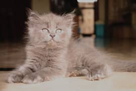 Fluffy Persian Kitten Grey Color | Male, Female | Healthy Active