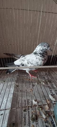 Pigeon (teddy)