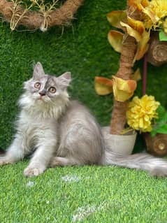 persian female kitten