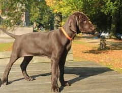 pointer female for sale