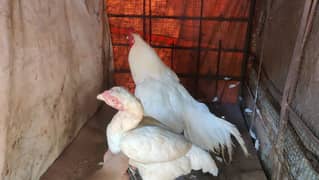 amroha,Heera, lassni egg or chick's available