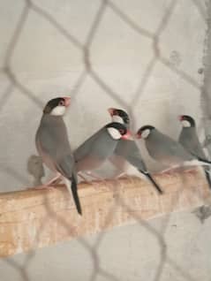 Grey Java Finches for Sale. Per Piece Rs. 2200/- Contact: 0336 5225310