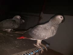 African gray parrot pair