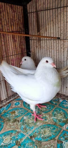 Fancy King Pigeon Pair For Exchange