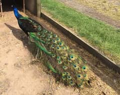 Peacock Pair