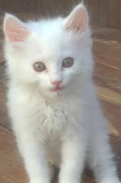 white Persian male cat