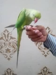 Tamed parrot looking for new shelter