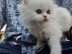 Persian Semi punch face kitten, washroom trained, Full coated Hairs