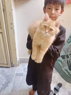 Persian cat / sami Punch Face Cat for sale