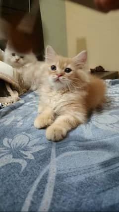 persian male and female kittens