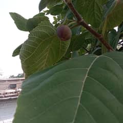 fig plants for sale