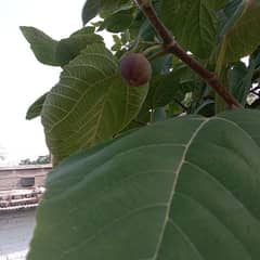 fig