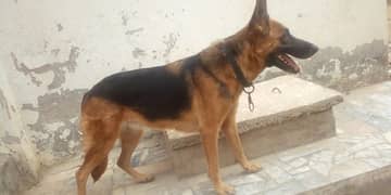 Female German Shepherd