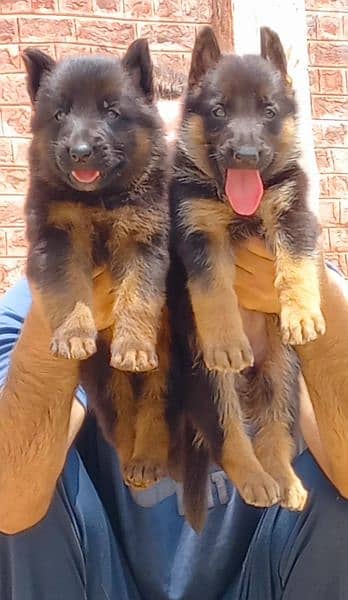 Pure long Coat German Shepherd pair available for sale 0