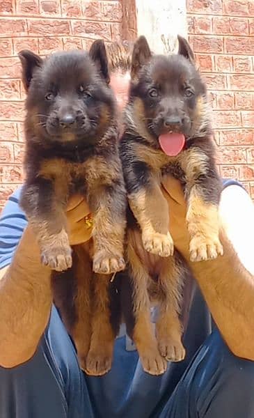 Pure long Coat German Shepherd pair available for sale 1