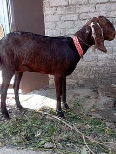 beetal bakri and desi bakri