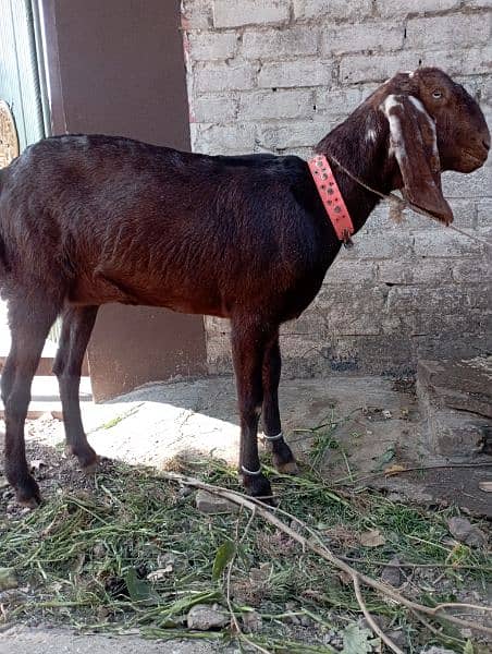 beetal bakri and desi bakri 0