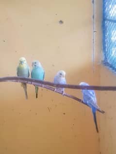BUDGIES LOOKING FOR NEW SHELTER