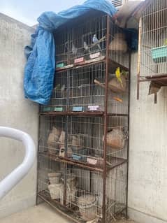 cage with 5 pairs and 6 phattay