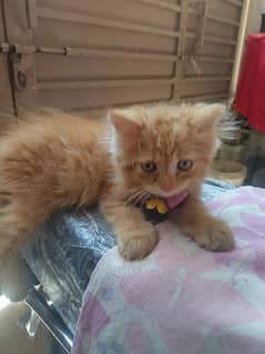 Parsion cat baby for sale